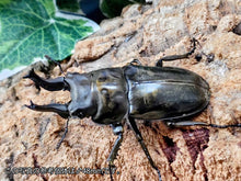 画像をギャラリービューアに読み込む, ローゼンベルグオウゴンオニ インドネシア ジャワ島Mt.ハリムン産 ペア（累代WD ♂60mm ♀47mm ）
