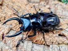 画像をギャラリービューアに読み込む, ダールマンツヤクワガタ亜種celebensis インドネシア ペレン島産 ペア（累代WD ♂80Upmm ♀Freemm ）
