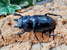画像をギャラリービューアに読み込む, ダールマンツヤクワガタ亜種celebensis インドネシア ペレン島産 ペア（累代WD ♂80Upmm ♀Freemm ）

