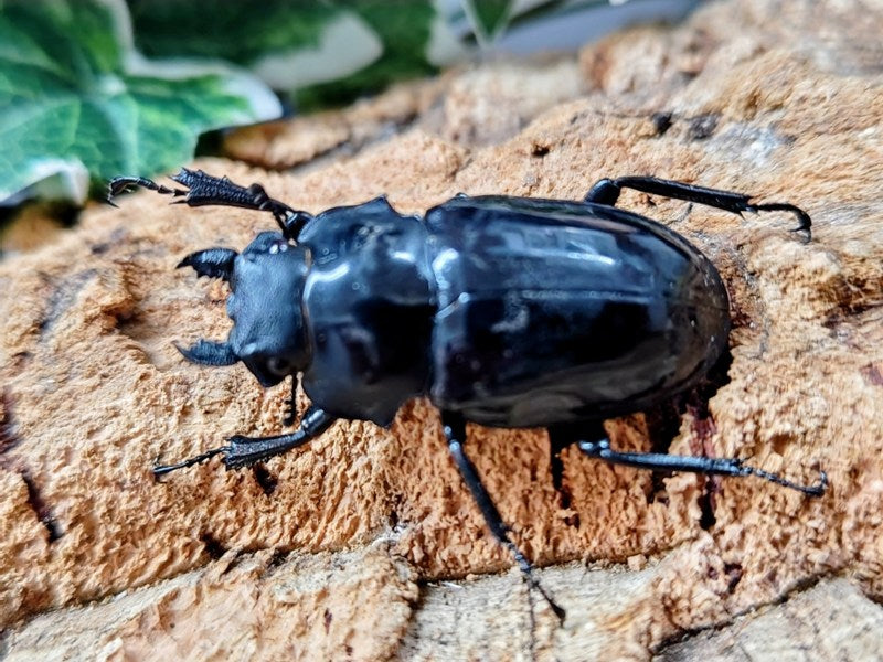 デタニ ツマベニ ２頭。ペレン島▪インドネシア この産地→絶滅 ２頭 ダールマンツヤクワガタ亜種celebensis インドネシア ペレン島産 ペア