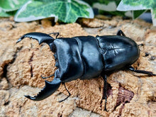 画像をギャラリービューアに読み込む, スマトラオオヒラタクワガタ インドネシア スマトラ島アチェ州ブランケジェレン産 ペア（累代WD ♂75Upmm ♀Freemm ）

