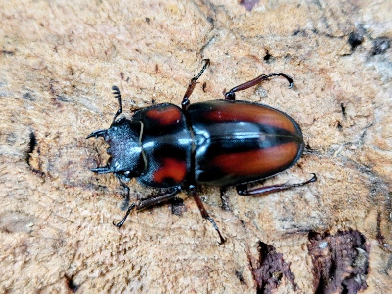 ミラビリスノコギリクワガタ タンザニア タンガ州Mt.ウサンバラ産 ペア