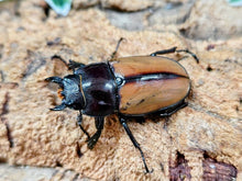 画像をギャラリービューアに読み込む, ラフェルトノコギリクワガタ バヌアツ諸島 タンナ島産 ペア（累代CBF1 ♂75mm 2026/2 ♀Freemm 2026/1）
