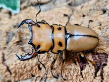 画像をギャラリービューアに読み込む, メンガタメリークワガタ カメルーン 産 ペア（累代CBF1 ♂52mm 2025/12 ♀Freemm 2025/10）
