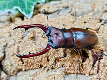画像をギャラリービューアに読み込む, アスタコイデスノコギリクワガタ亜種pallidipennis インドネシア スマトラ島ベンクール産 ペア（累代WD ♂68mm ♀Freemm ）
