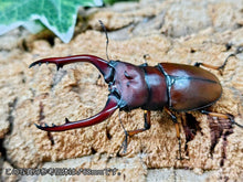 画像をギャラリービューアに読み込む, アスタコイデスノコギリクワガタ亜種pallidipennis インドネシア スマトラ島ベンクール産 ペア（累代WD ♂67mm ♀Freemm ）
