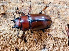 画像をギャラリービューアに読み込む, アスタコイデスノコギリクワガタ亜種pallidipennis インドネシア スマトラ島ベンクール産 ペア（累代WD ♂65mm ♀Freemm ）
