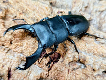 画像をギャラリービューアに読み込む, スラウェシオオヒラタクワガタ (セレベスオオヒラタクワガタ) インドネシア スラウェシ島パロロ・パル産 ペア（累代WD ♂78mm ♀Freemm ）
