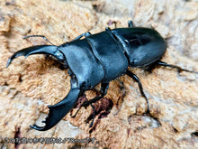 画像をギャラリービューアに読み込む, スラウェシオオヒラタクワガタ (セレベスオオヒラタクワガタ) インドネシア スラウェシ島パロロ・パル産 ペア（累代WD ♂76mm ♀Freemm ）
