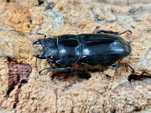 画像をギャラリービューアに読み込む, スラウェシオオヒラタクワガタ (セレベスオオヒラタクワガタ) インドネシア スラウェシ島パロロ・パル産 ペア（累代WD ♂76mm ♀Freemm ）
