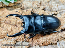 画像をギャラリービューアに読み込む, アルキデスヒラタクワガタ インドネシア スマトラ島アチェ州ブランケジェレン産 ペア（累代WD ♂長歯83mm ♀Freemm ）
