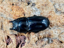 画像をギャラリービューアに読み込む, アルキデスヒラタクワガタ インドネシア スマトラ島アチェ州ブランケジェレン産 ペア（累代WD ♂長歯81mm ♀Freemm ）
