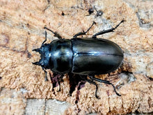 画像をギャラリービューアに読み込む, モーレンカンプオウゴンオニ インドネシア スマトラ島ジャンピ産 ペア（累代WD ♂44mm ♀44mm ）
