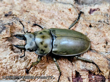 画像をギャラリービューアに読み込む, モーレンカンプオウゴンオニ インドネシア スマトラ島ジャンピ産 ペア（累代WD ♂40mm ♀40mm ）
