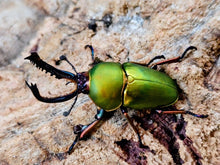 画像をギャラリービューアに読み込む, パプアキンイロクワガタ インドネシア Mt.アルファック産 ペア（累代WD ♂37mm ♀Freemm ）
