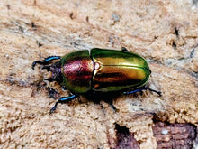 画像をギャラリービューアに読み込む, パプアキンイロクワガタ インドネシア Mt.アルファック産 ペア（累代WD ♂37mm ♀Freemm ）
