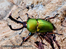 画像をギャラリービューアに読み込む, パプアキンイロクワガタ インドネシア Mt.アルファック産 ペア（累代WD ♂36mm ♀Freemm ）
