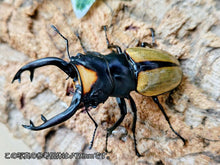 画像をギャラリービューアに読み込む, ラコダールツヤクワガタ インドネシア スマトラ島アチェ州ラウセル産 ペア（累代WD ♂75mm ♀Freemm ）
