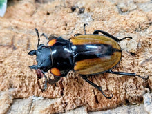 画像をギャラリービューアに読み込む, ラコダールツヤクワガタ インドネシア スマトラ島アチェ州ラウセル産 ペア（累代WD ♂75mm ♀Freemm ）
