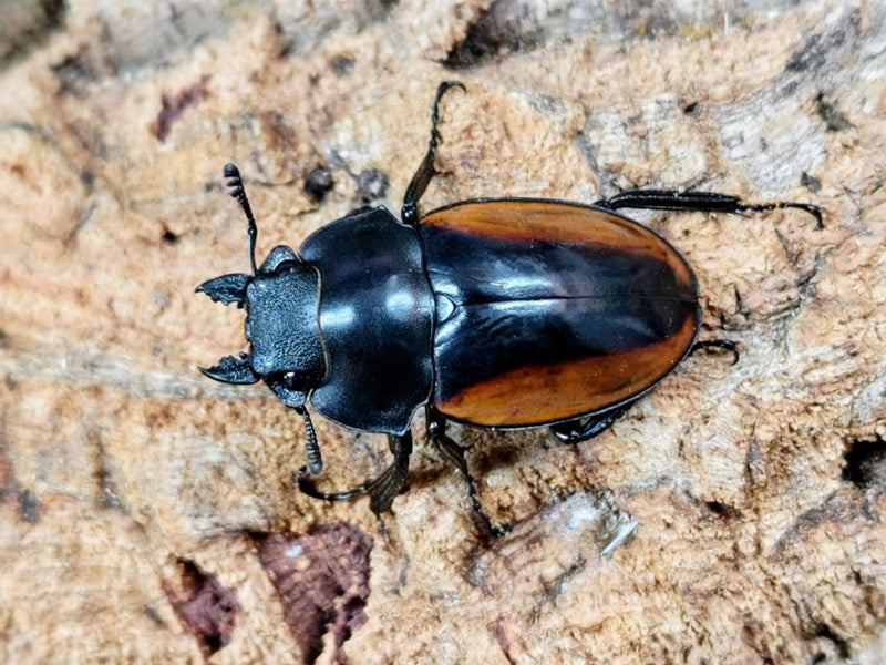 ガゼラツヤクワガタ インドネシア スマトラ島ジャンピ産 ペア（累代WD