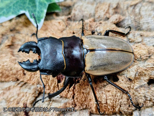 カステルナウディツヤクワガタ 標本 スマトラ島 ボルネオ島 右側触角取れてます 2603280009-01_250x250@2x.jpg?v