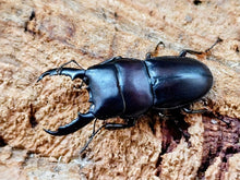 画像をギャラリービューアに読み込む, インテルメディウスヒラタクワガタ(原名亜種) インドネシア Mt.アルファック産 ペア（累代WD ♂37mm ♀Freemm ）
