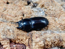 画像をギャラリービューアに読み込む, インテルメディウスヒラタクワガタ(原名亜種) インドネシア Mt.アルファック産 ペア（累代WD ♂37mm ♀Freemm ）

