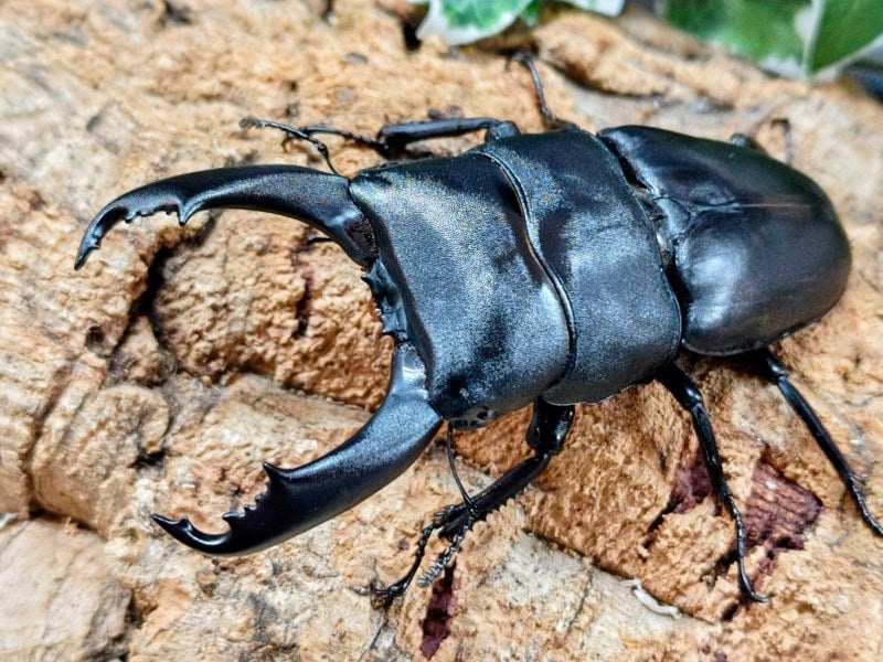 大型キングテイオウヒラタ♂1♀3 キングテイオウ ヒラタ 成虫ペア ♂90〜94mm ペア プレゼント付き dda