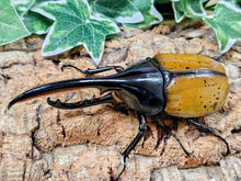 画像をギャラリービューアに読み込む, D.H.エクアトリアヌス エクアドル ナポ州ミサワジ産 ペア（累代CB ♂140mm 2026/2 ♀Freemm 2026/2）
