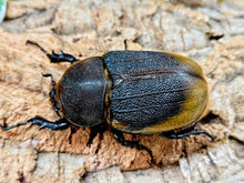 画像をギャラリービューアに読み込む, D.H.エクアトリアヌス エクアドル ナポ州ミサワジ産 ペア（累代CB ♂130mm 2026/2 ♀Freemm 2026/2）
