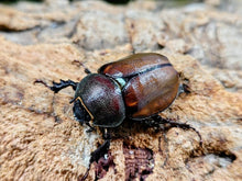 画像をギャラリービューアに読み込む, マルガリータヒナカブト ブラジル パラ州産 ペア（累代CBF3 ♂41mm 2026/3 ♀Freemm 2026/3）
