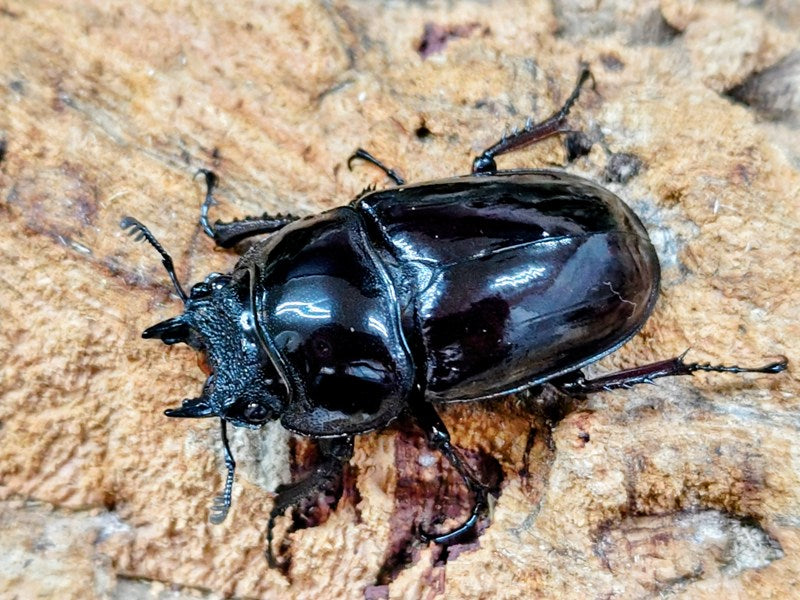 レギウスオオツヤクワガタ カメルーン 産 ペア＋♀トリオ（累代CB 