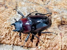 画像をギャラリービューアに読み込む, ドルサリスノコギリクワガタ フィリピン マリンドッケ島産 ペア（累代WF1 ♂52mm 2026/3 ♀Freemm 2026/2）
