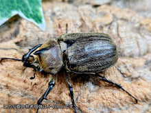 画像をギャラリービューアに読み込む, ボグティヒメゾウカブト メキシコ モンテレイ産 ペア（累代CB ♂41mm 2026/3 ♀Freemm 2026/4）
