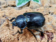 画像をギャラリービューアに読み込む, ボグティヒメゾウカブト メキシコ モンテレイ産 ペア（累代CB ♂41mm 2026/3 ♀Freemm 2026/4）
