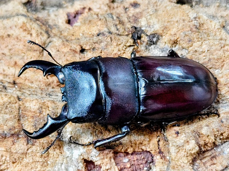 ダイトウヒラタクワガタ – クワガタムシ・カブトムシ昆虫専門店COLORS