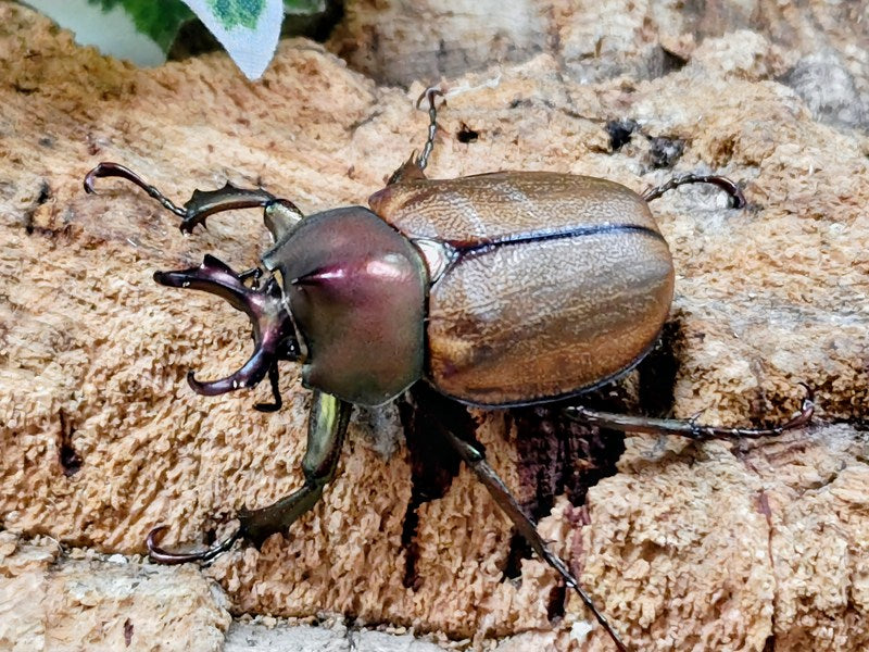【希少種】マルガリータヒナカブト
5/2まで マルガリータヒナカブトの飼育方法｜ペアリングから幼虫管理まで | 六