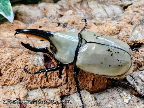 シロカブト 即ブリ可】グラントシロカブト79mmペア | 外国産カブトムシ 成虫 | 極