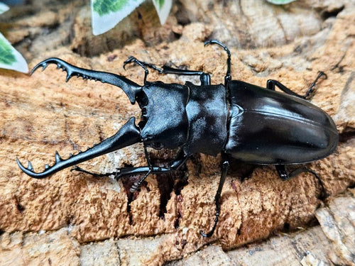 ギラファノコギリクワガタ(原名亜種) – クワガタムシ・カブトムシ昆虫