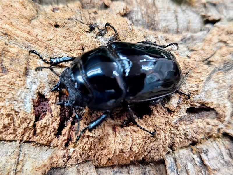 【商談中】タランドゥスオオツヤクワガタ ペア新成虫 タランドゥスオオツヤクワガタ コンゴ 産 ペア（累代CB ♂75mm 2026/3