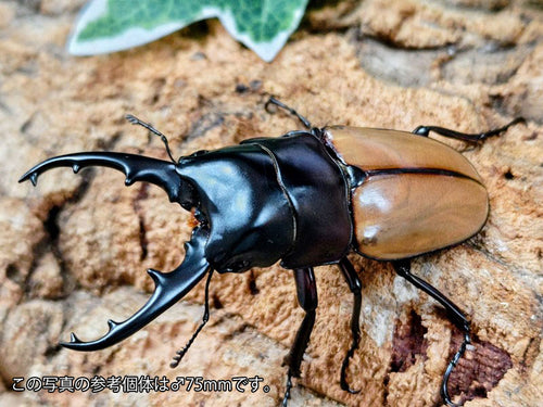 ラフェルトノコギリクワガタ – クワガタムシ・カブトムシ昆虫専門店COLORS