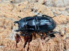 画像をギャラリービューアに読み込む, パラワンオオヒラタクワガタ フィリピン パラワン島Mt.ガントン産 ペア（累代CB ♂92mm 2026/4 ♀Freemm 2026/4）
