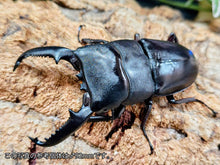 画像をギャラリービューアに読み込む, パラワンオオヒラタクワガタ フィリピン パラワン島Mt.ガントン産 ペア（累代CB ♂91mm 2026/4 ♀Freemm 2026/4）
