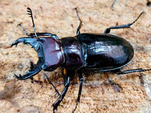 画像をギャラリービューアに読み込む, ミクラミヤマクワガタ 東京都 御蔵島産 ペア（累代CB ♂33mm 2025/9 ♀26mm 2025/9）
