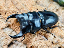 画像をギャラリービューアに読み込む, HOPEI(オオクワガタ原名亜種) 中国 福建省旧北峰産 ペア（累代CB ♂74mm 2026/3 ♀47mm 2025/12）
