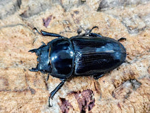 画像をギャラリービューアに読み込む, HOPEI(オオクワガタ原名亜種) 中国 福建省旧北峰産 ペア（累代CB ♂74mm 2026/3 ♀47mm 2025/12）
