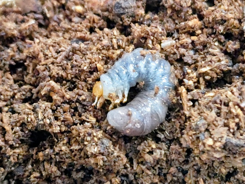 スマトラオオヒラタ幼虫 – クワガタムシ・カブトムシ昆虫専門店COLORS