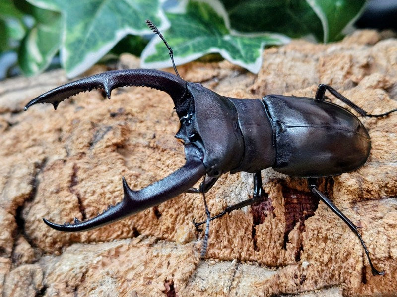 マンディブラリスフタマタクワガタ – クワガタムシ・カブトムシ昆虫