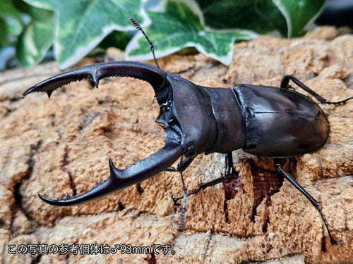 マンディブラリスフタマタクワガタ – クワガタムシ・カブトムシ昆虫