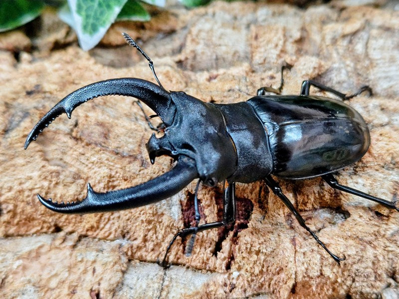 クワガタカブトムシ あなたはまだ知らない？ カブトムシ＆クワガタムシの新トピックス